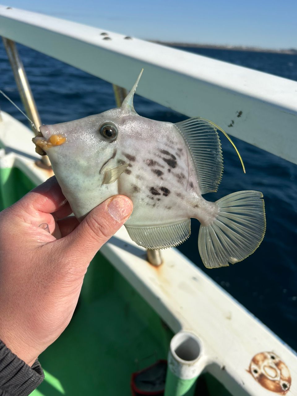 きンちゃンさんの釣果 2枚目の画像