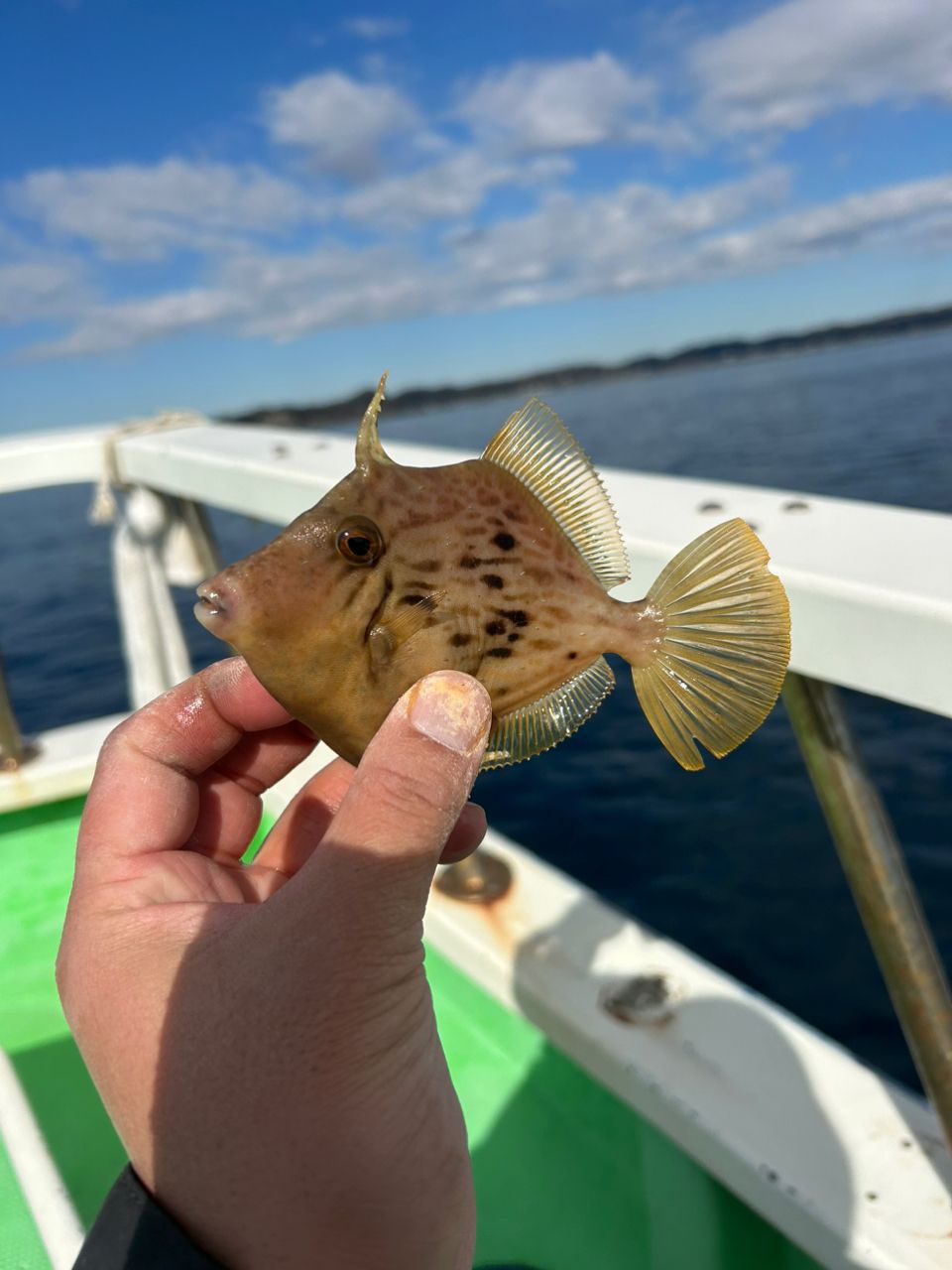 きンちゃンさんの釣果 3枚目の画像