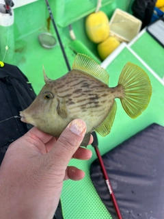 カワハギの釣果