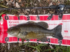 ブラックバスの釣果