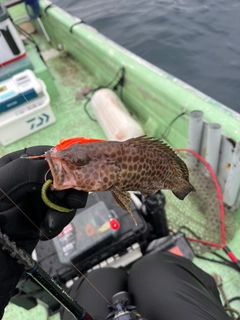 オオモンハタの釣果