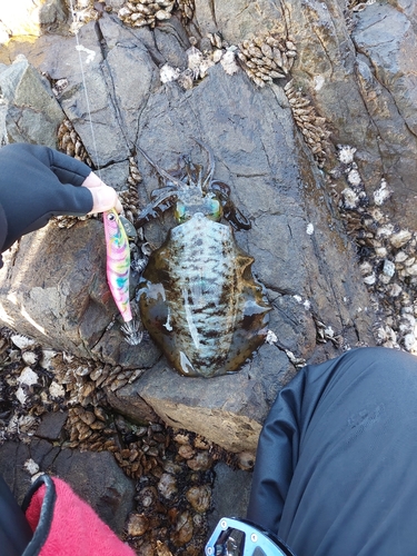 アオリイカの釣果