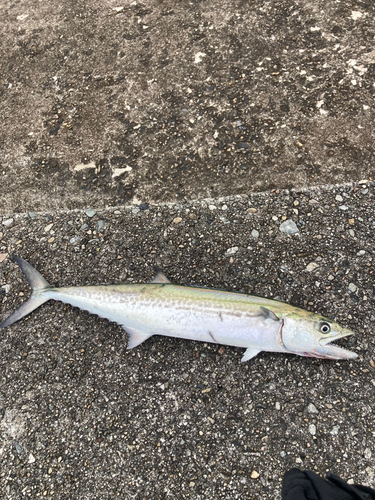 サゴシの釣果