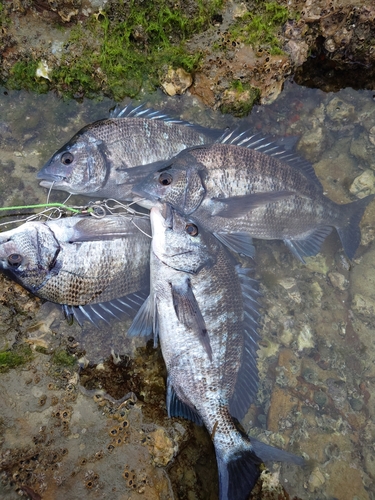 チヌの釣果