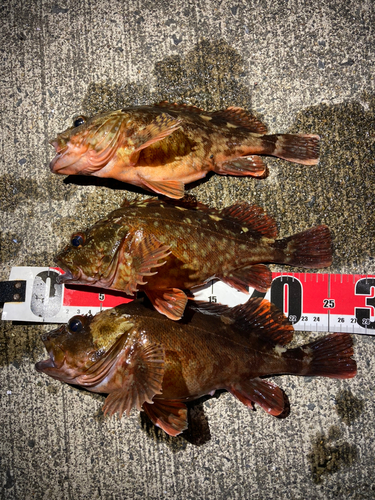 カサゴの釣果