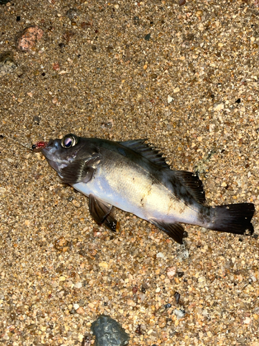 アオメバルの釣果