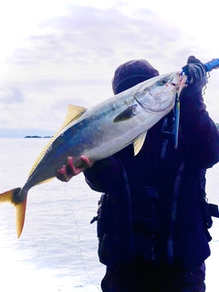 メジロの釣果