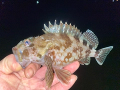 カサゴの釣果