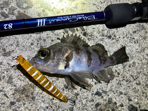 シロメバルの釣果