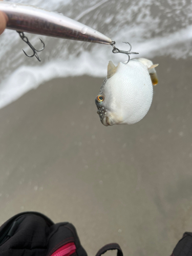 クサフグの釣果