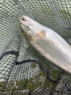 ニジマスの釣果