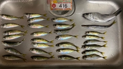 アジの釣果