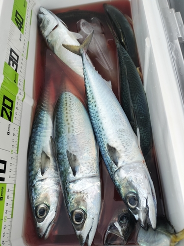 サバの釣果