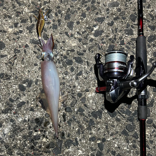 ヤリイカの釣果