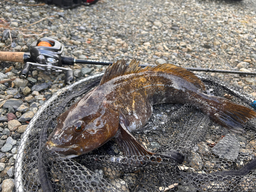 アイナメの釣果