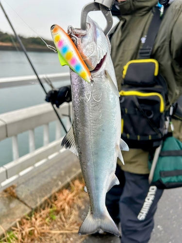 ニジマスの釣果