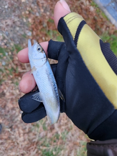 ハスの釣果