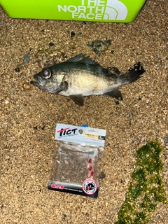 アオメバルの釣果