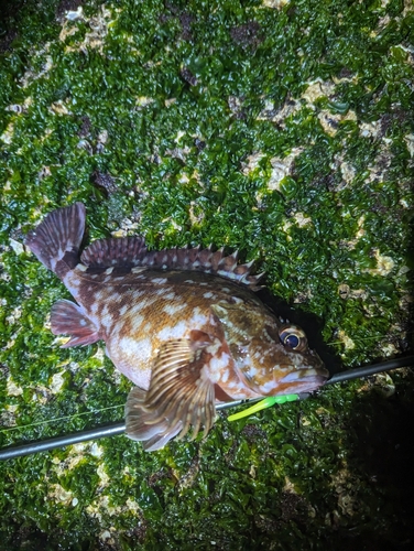 シロメバルの釣果