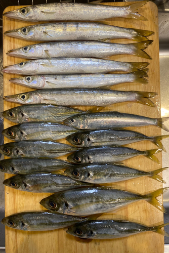 カマスの釣果