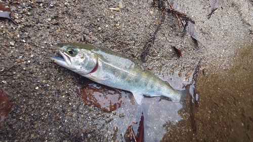 アマゴの釣果