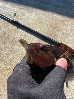 クジメの釣果