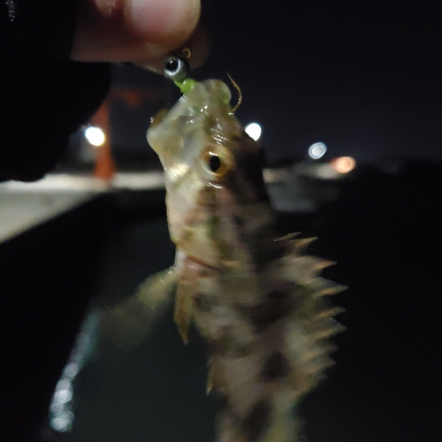 タケノコメバルの釣果