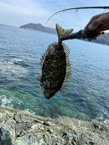 アイゴの釣果