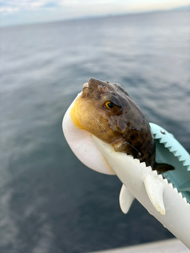 アカメフグの釣果