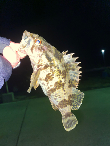 タケノコメバルの釣果