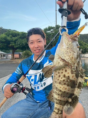 マダラハタの釣果