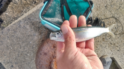 サッパの釣果