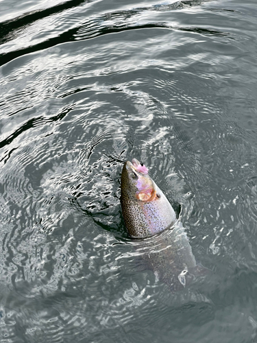 ニジマスの釣果