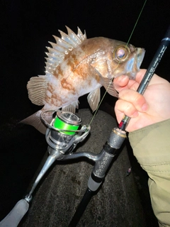 シロメバルの釣果