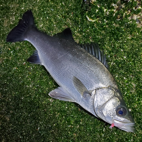 ヒラスズキの釣果