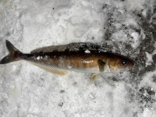 ホッケの釣果