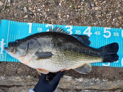 ブラックバスの釣果