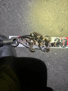 タケノコメバルの釣果