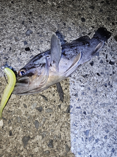 クロソイの釣果