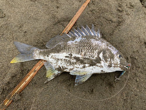 キビレの釣果