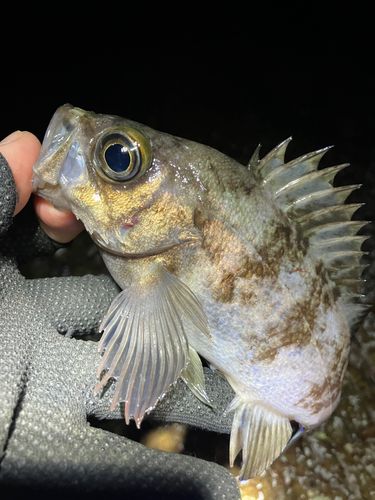 メバルの釣果