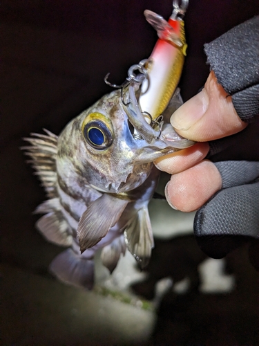 シロメバルの釣果