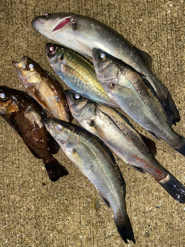 メバルの釣果