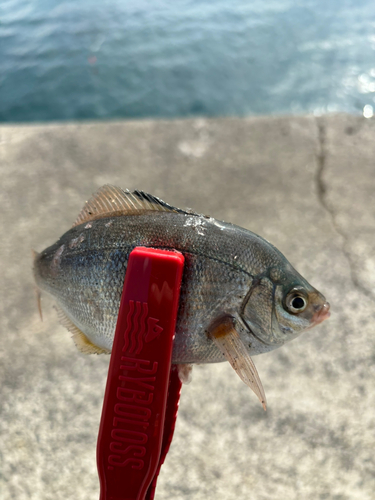 ウミタナゴの釣果