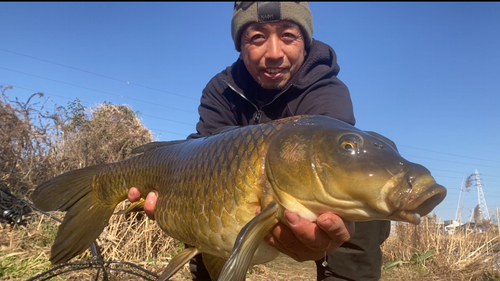 コイの釣果