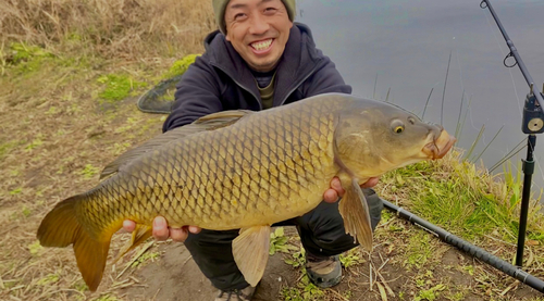 コイの釣果