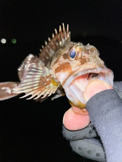 ガシラの釣果