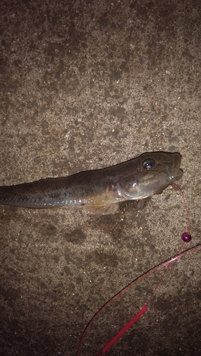 ハゼの釣果