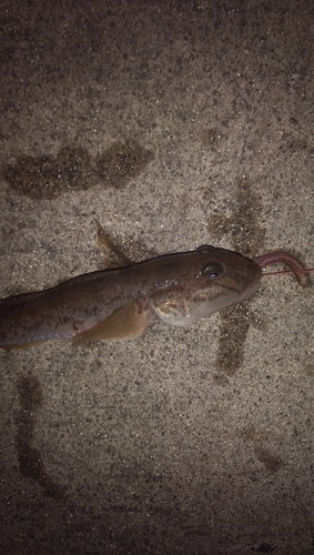 ハゼの釣果