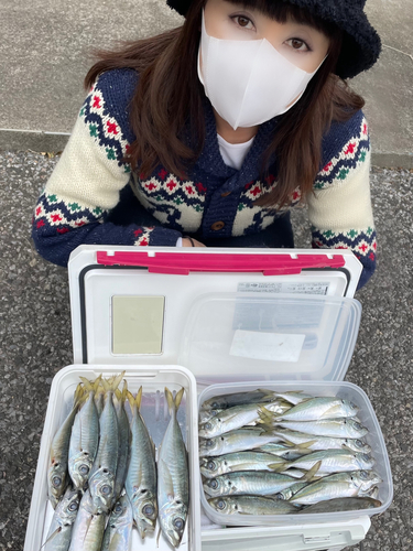 アジの釣果